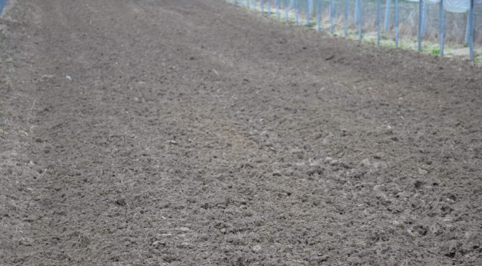 Podłoże popieczarkowe – czy można je stosować w ogrodnictwie?