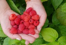 Polskie Superowoce – rusza kampania promocyjna