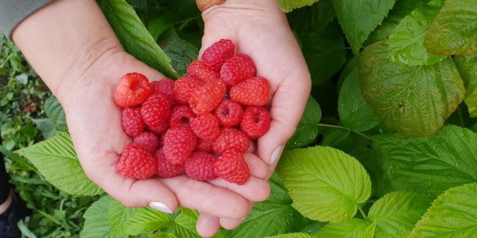 Polskie Superowoce – rusza kampania promocyjna