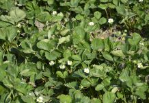 Aktualne zalecenia nawożenia dolistnego plantacji truskawek