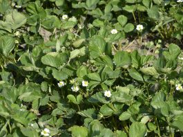 Komunikat dla plantatorów – wspomaganie roślin przed i po mrozach