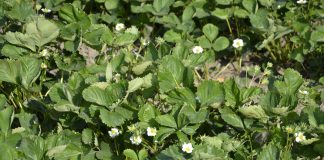 Aktualne zalecenia nawożenia dolistnego plantacji truskawek