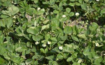 Komunikat dla plantatorów – wspomaganie roślin przed i po mrozach