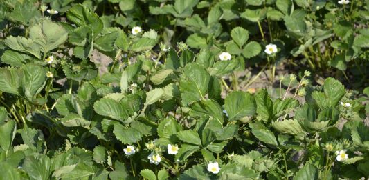 Komunikat dla plantatorów – wspomaganie roślin przed i po mrozach