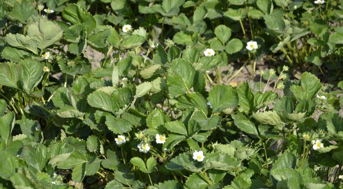 Aktualne zalecenia nawożenia dolistnego plantacji truskawek