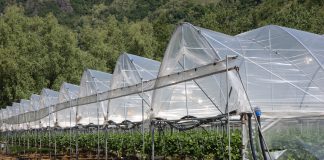 Skoki temperatur szkodzą włoskim plantacjom truskawek