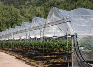 Skoki temperatur szkodzą włoskim plantacjom truskawek