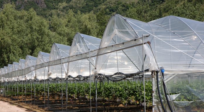 Skoki temperatur szkodzą włoskim plantacjom truskawek