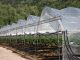 Skoki temperatur szkodzą włoskim plantacjom truskawek