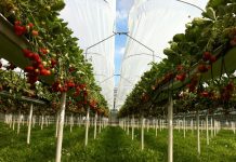 Zaproszenie- „Święto kwitnącej truskawki” 17.05.2019