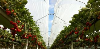 Zaproszenie- „Święto kwitnącej truskawki” 17.05.2019