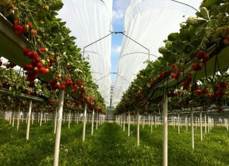 Zaproszenie- „Święto kwitnącej truskawki” 17.05.2019