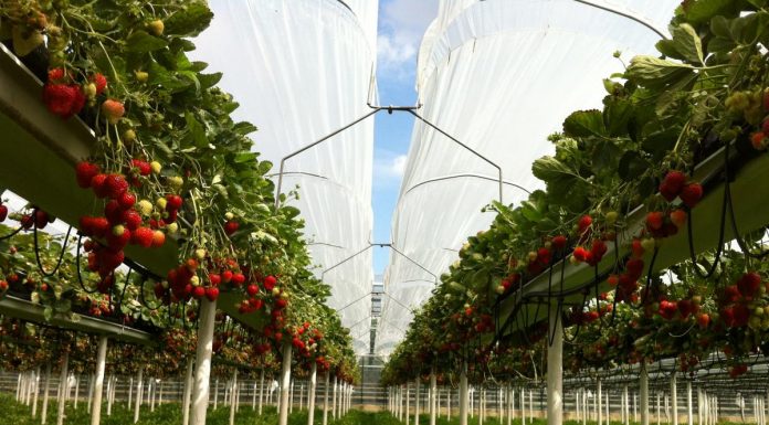 Zaproszenie- „Święto kwitnącej truskawki” 17.05.2019