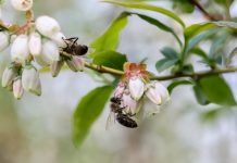 Wykonując zabiegi nie trujmy pszczół!