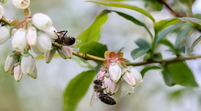 Wykonując zabiegi nie trujmy pszczół!