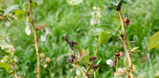 Sezon 2019 – ekstremalnie trudny dla plantatorów borówki