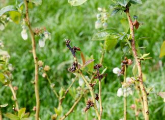 Sezon 2019 – ekstremalnie trudny dla plantatorów borówki