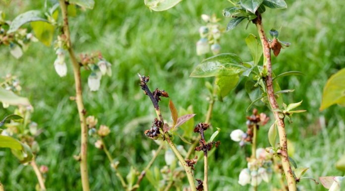 Sezon 2019 – ekstremalnie trudny dla plantatorów borówki
