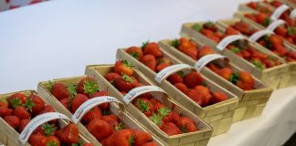 Nawozy Intermag w żywieniu truskawek