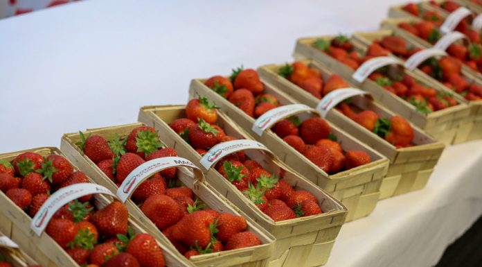 Nawozy Intermag w żywieniu truskawek