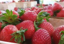 Polskie truskawki w „Pytanie na śniadanie”