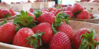 Polskie truskawki w „Pytanie na śniadanie”