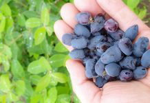 Jagoda kamczacka – to nowy superowoc, ale uwaga!