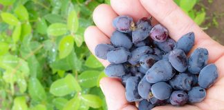 Jagoda kamczacka – to nowy superowoc, ale uwaga!