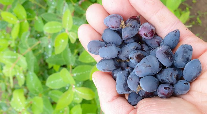 Jagoda kamczacka – to nowy superowoc, ale uwaga!