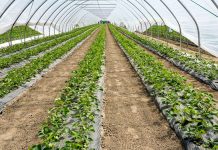 Truskawki w tunelach (cz. II) – nawożenie i ochrona wg. firmy Agrosimex