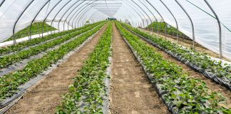 Truskawki w tunelach (cz. II) – nawożenie i ochrona wg. firmy Agrosimex