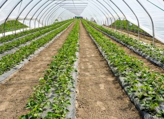 Truskawki w tunelach (cz. II) – nawożenie i ochrona wg. firmy Agrosimex