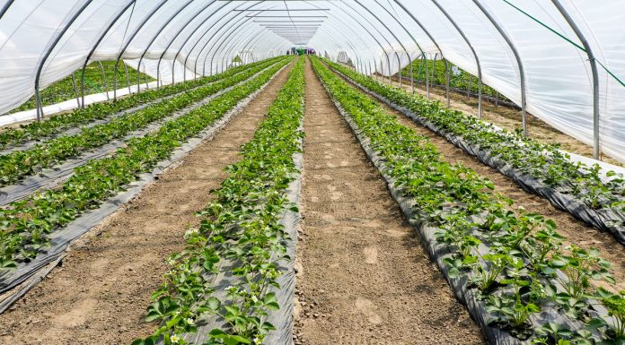 Truskawki w tunelach (cz. II) – nawożenie i ochrona wg. firmy Agrosimex