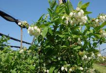 Ochrona borówki najważniejsza w okresie kwitnienia