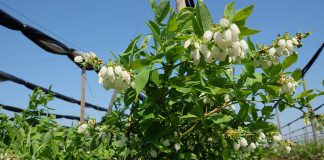 Ochrona borówki najważniejsza w okresie kwitnienia