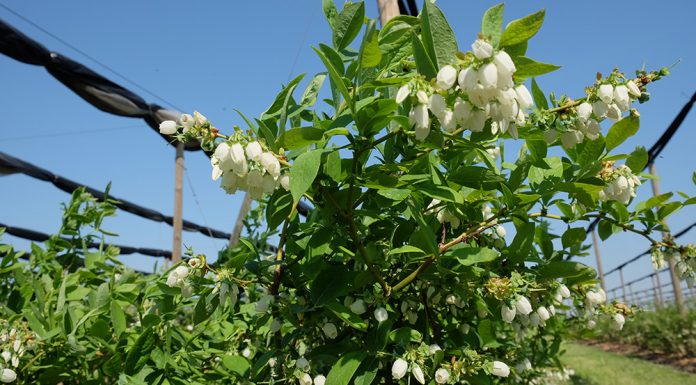 Ochrona borówki najważniejsza w okresie kwitnienia