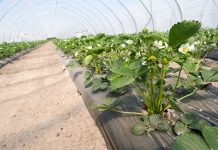 YaraVita FRUTREL – jeden raz w sezonie dla lepszego smaku, barwy i jędrności owoców truskawek truskawka