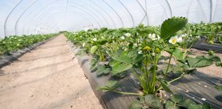 YaraVita FRUTREL – jeden raz w sezonie dla lepszego smaku, barwy i jędrności owoców truskawek truskawka