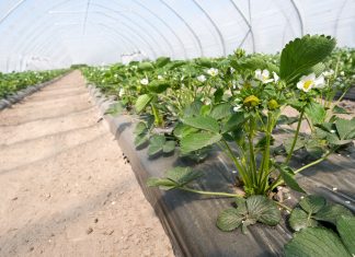 YaraVita FRUTREL – jeden raz w sezonie dla lepszego smaku, barwy i jędrności owoców truskawek truskawka