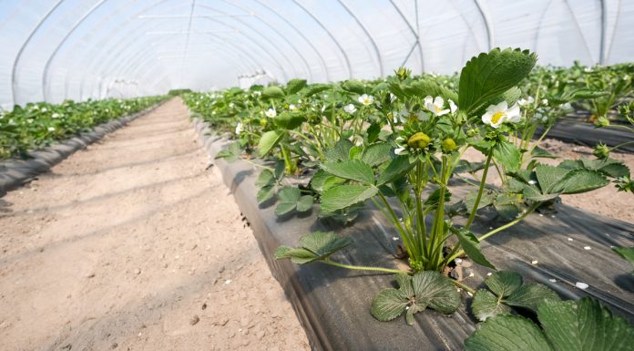 YaraVita FRUTREL – jeden raz w sezonie dla lepszego smaku, barwy i jędrności owoców truskawek truskawka