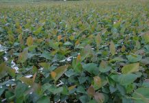 Rośliny z in vitro – 40 lat doświadczenia