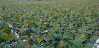 Rośliny z in vitro – 40 lat doświadczenia