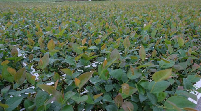 Rośliny z in vitro – 40 lat doświadczenia