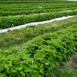 Szara pleśń w uprawie malin. FILM