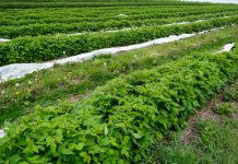 Szara pleśń w uprawie malin. FILM