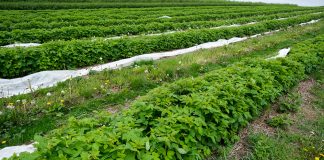 Szara pleśń w uprawie malin. FILM