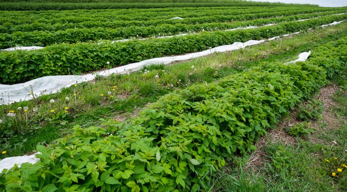 Szara pleśń w uprawie malin. FILM