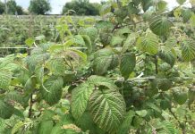 Zła kondycja roślin na plantacjach malin