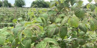 Zła kondycja roślin na plantacjach malin