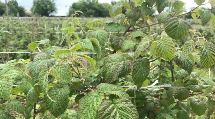 Zła kondycja roślin na plantacjach malin